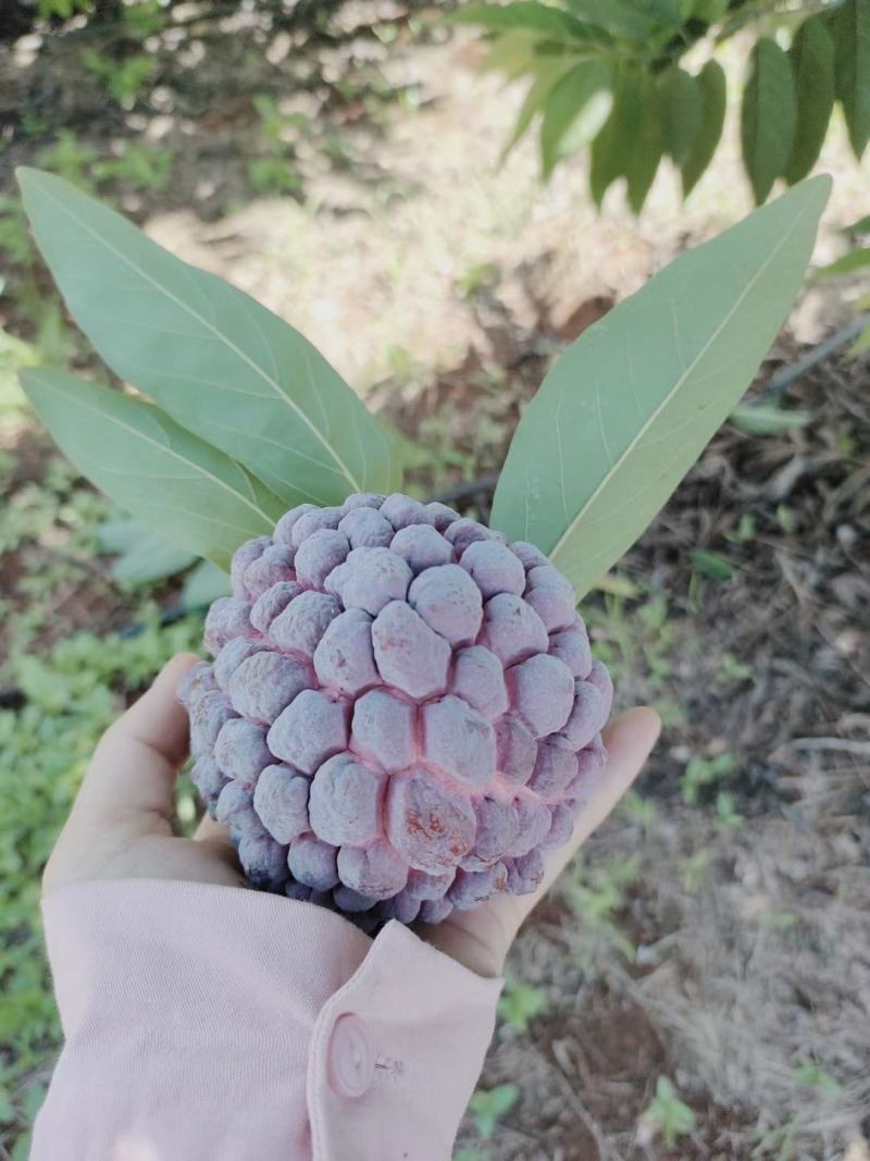 玫瑰释迦果紫红色一级大果A货少量批发支持一件代发包售后