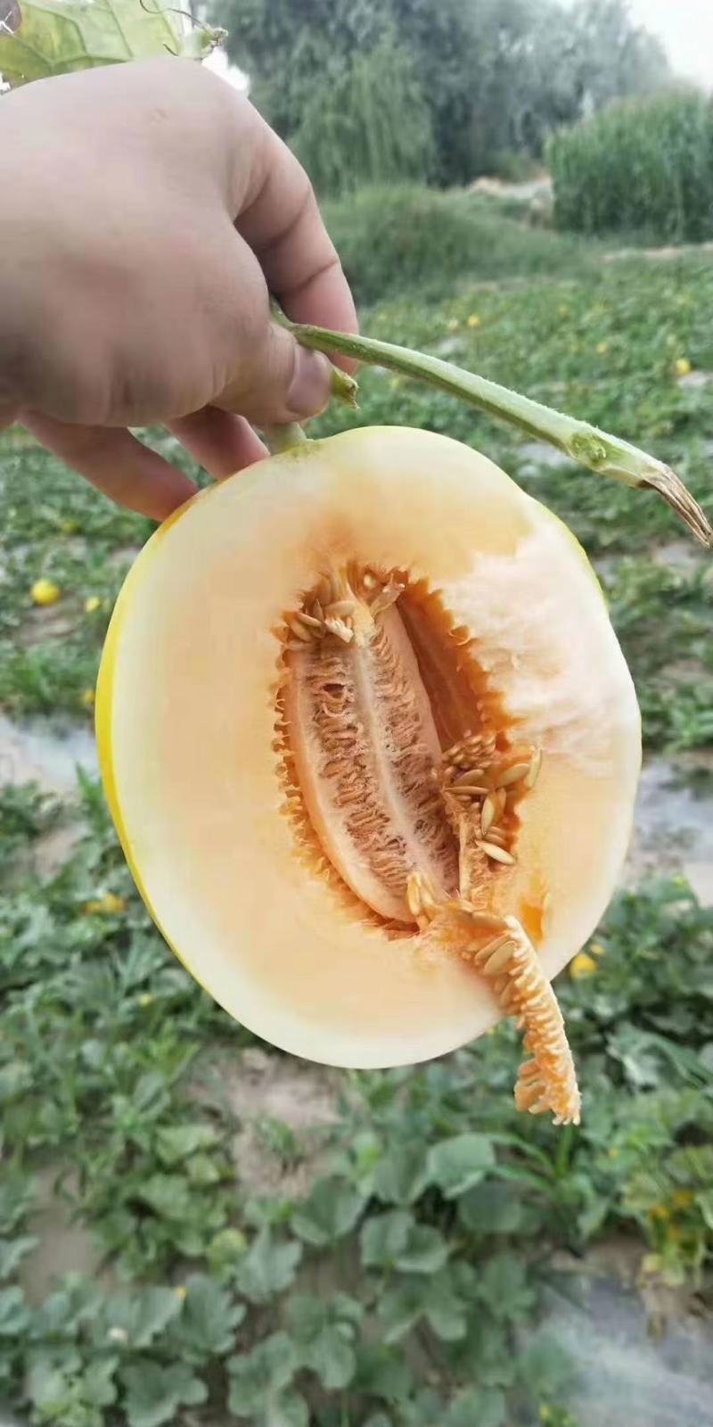 久红瑞甜瓜