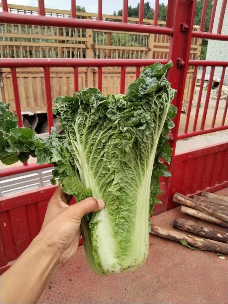 贵州青麻叶，麻叶青，秋录，精品货，现货，随时装车！