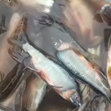 马口桃花鱼马口白鱼