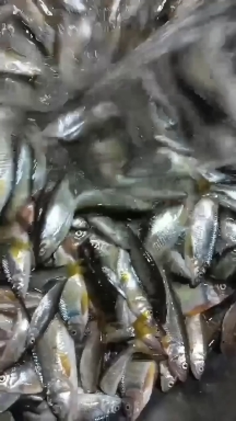马口桃花鱼马口白鱼