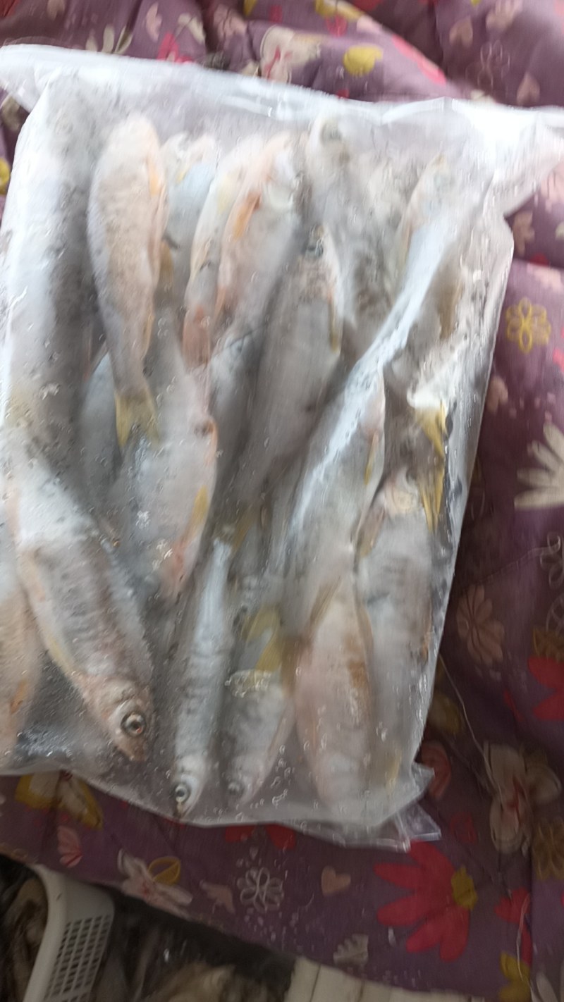 马口桃花鱼马口白鱼