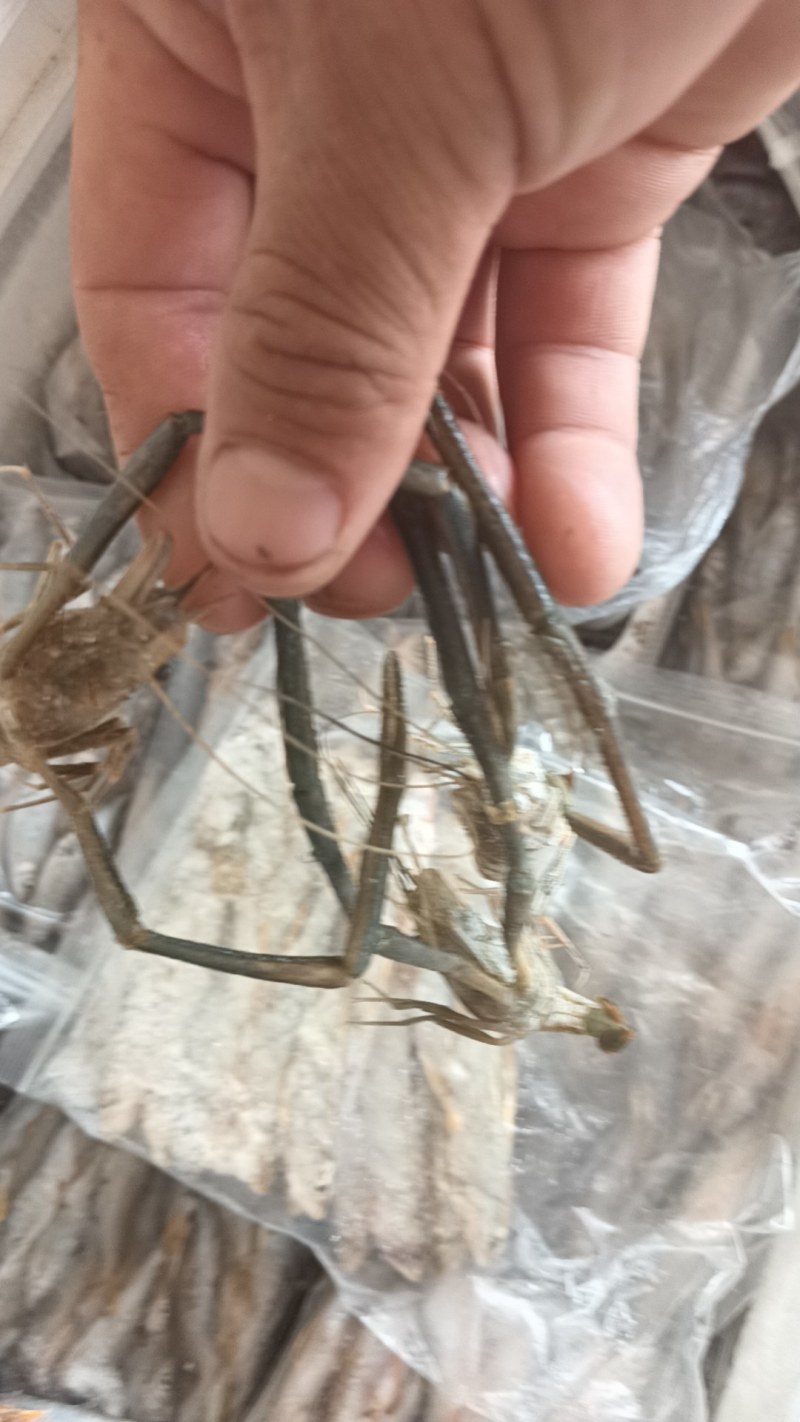 马口桃花鱼马口白鱼