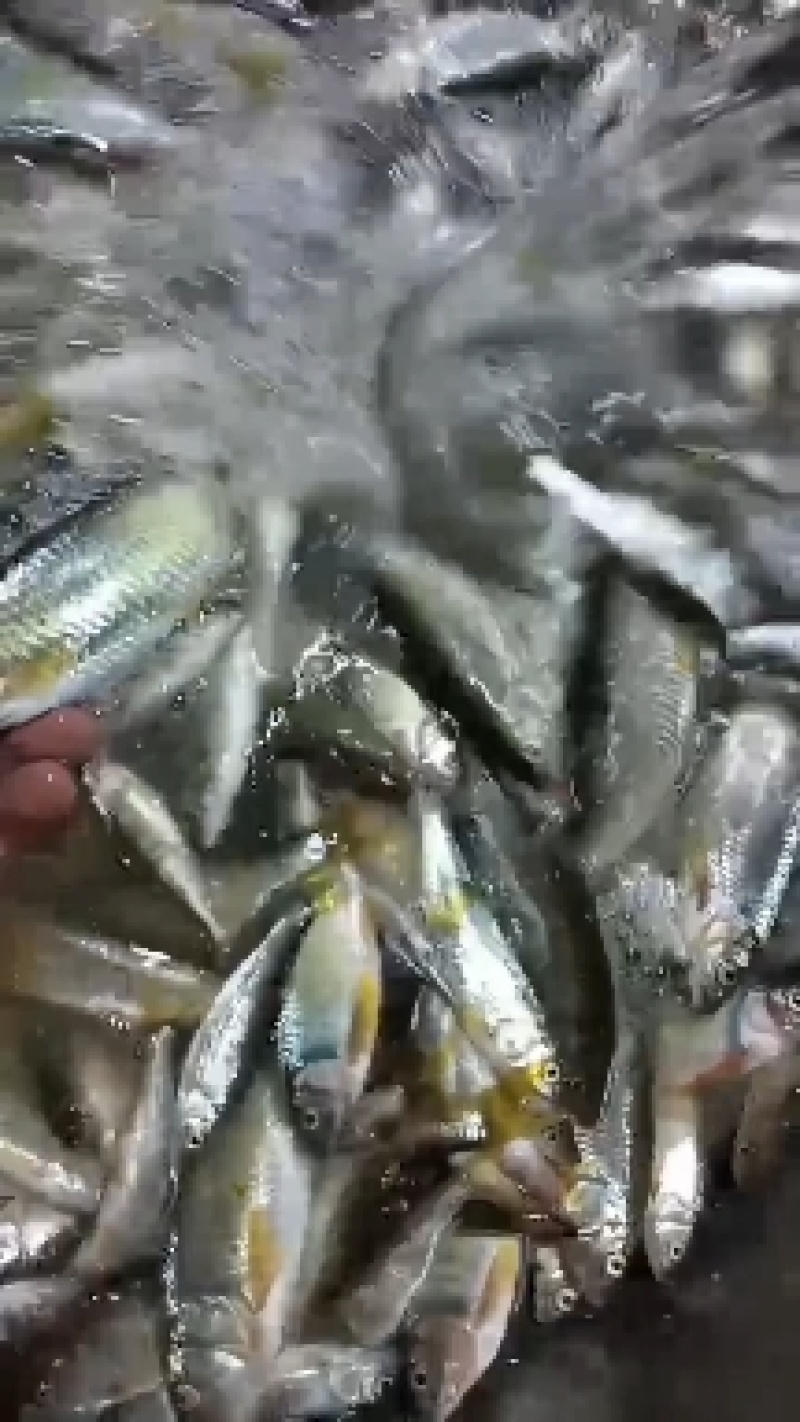 马口桃花鱼马口白鱼
