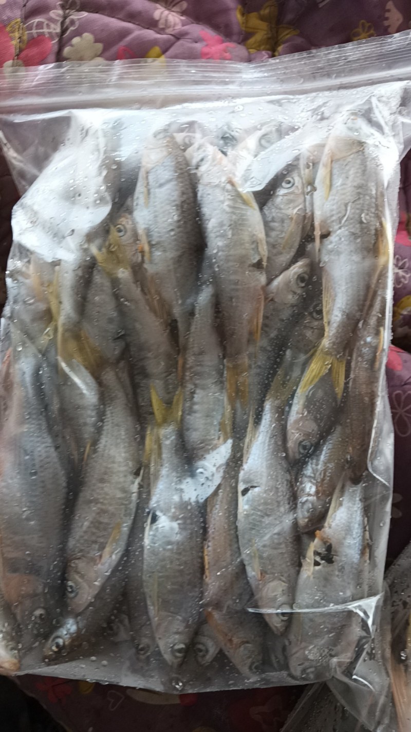 马口桃花鱼马口白鱼