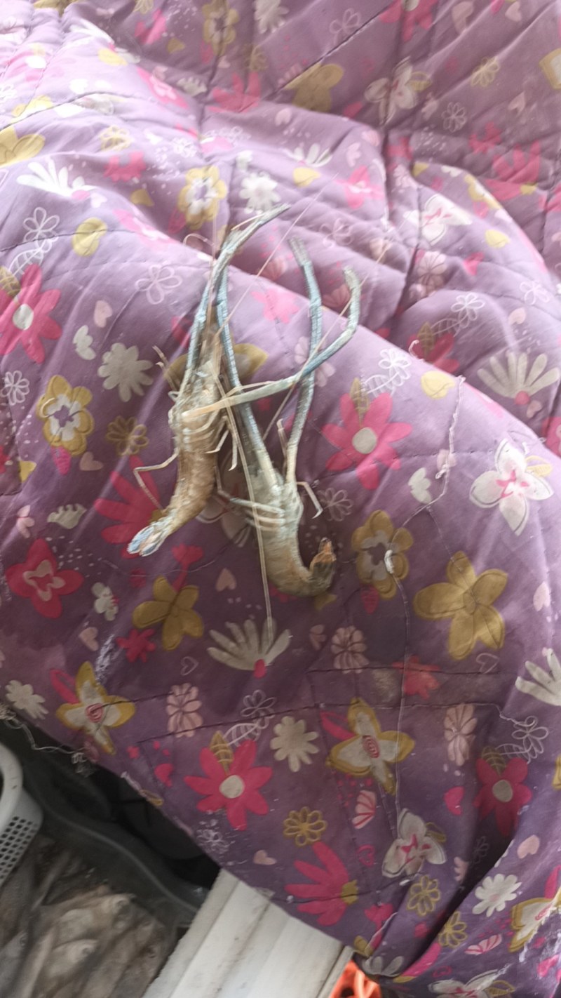 马口桃花鱼马口白鱼