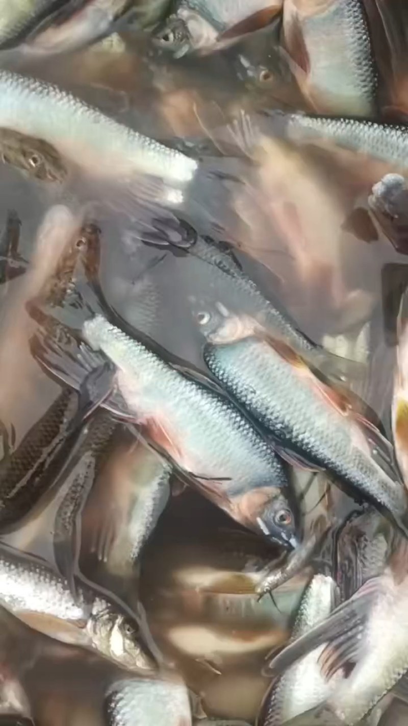 马口桃花鱼马口白鱼