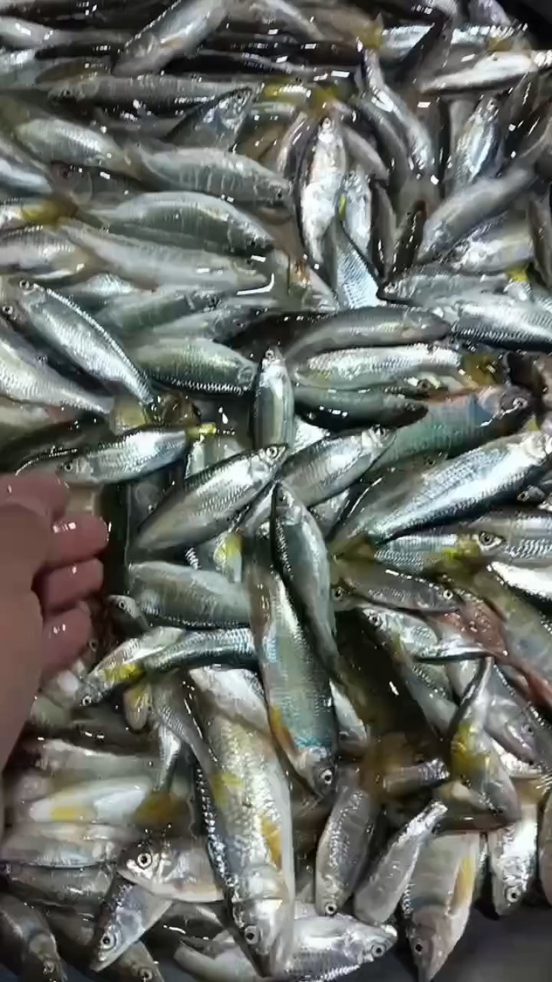 马口桃花鱼马口白鱼