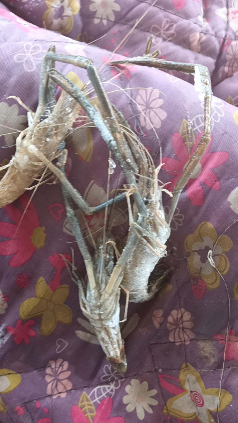 马口桃花鱼马口白鱼