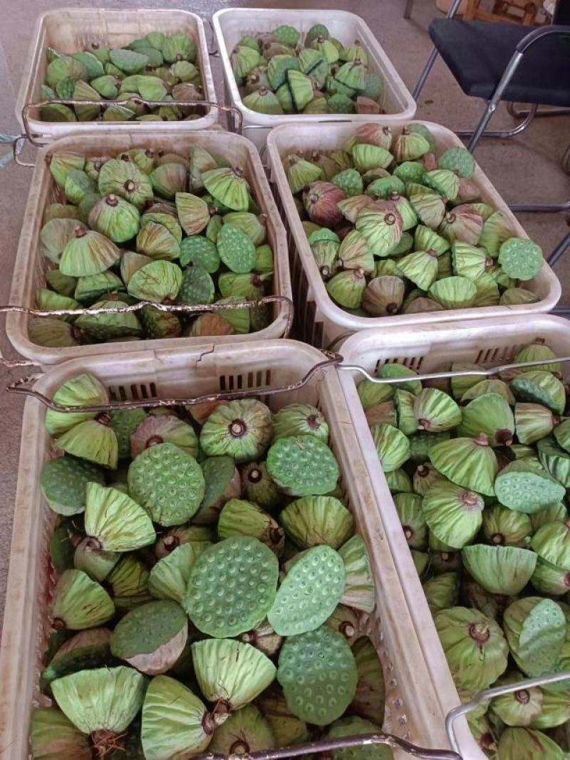 新鲜莲蓬