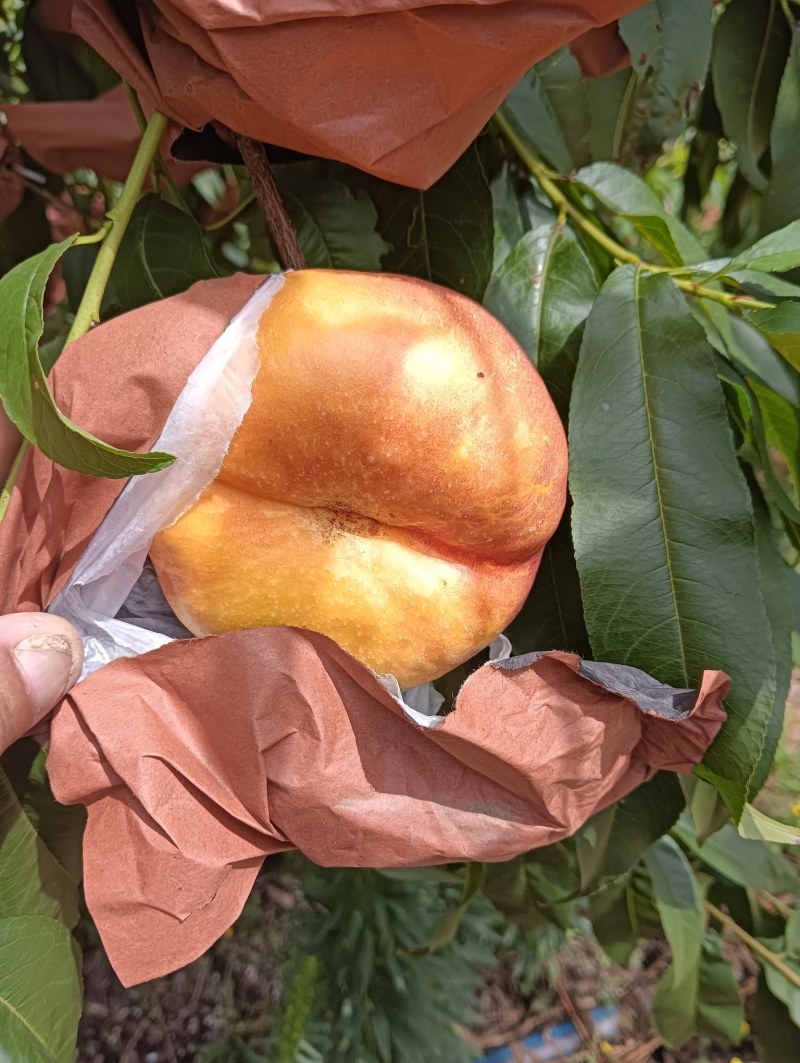 油蟠7-7大量上市