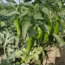 开封万亩鲜辣椒种植基地，量大优惠，协助找车，一手货源。