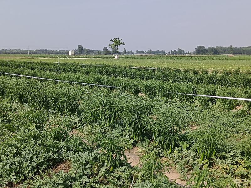 开封万亩鲜辣椒种植基地，量大优惠，协助找车，一手货源。