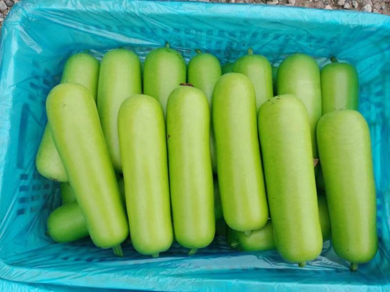 精品瓠子量大上货（一手货源）品质好价格可谈，可视频看货