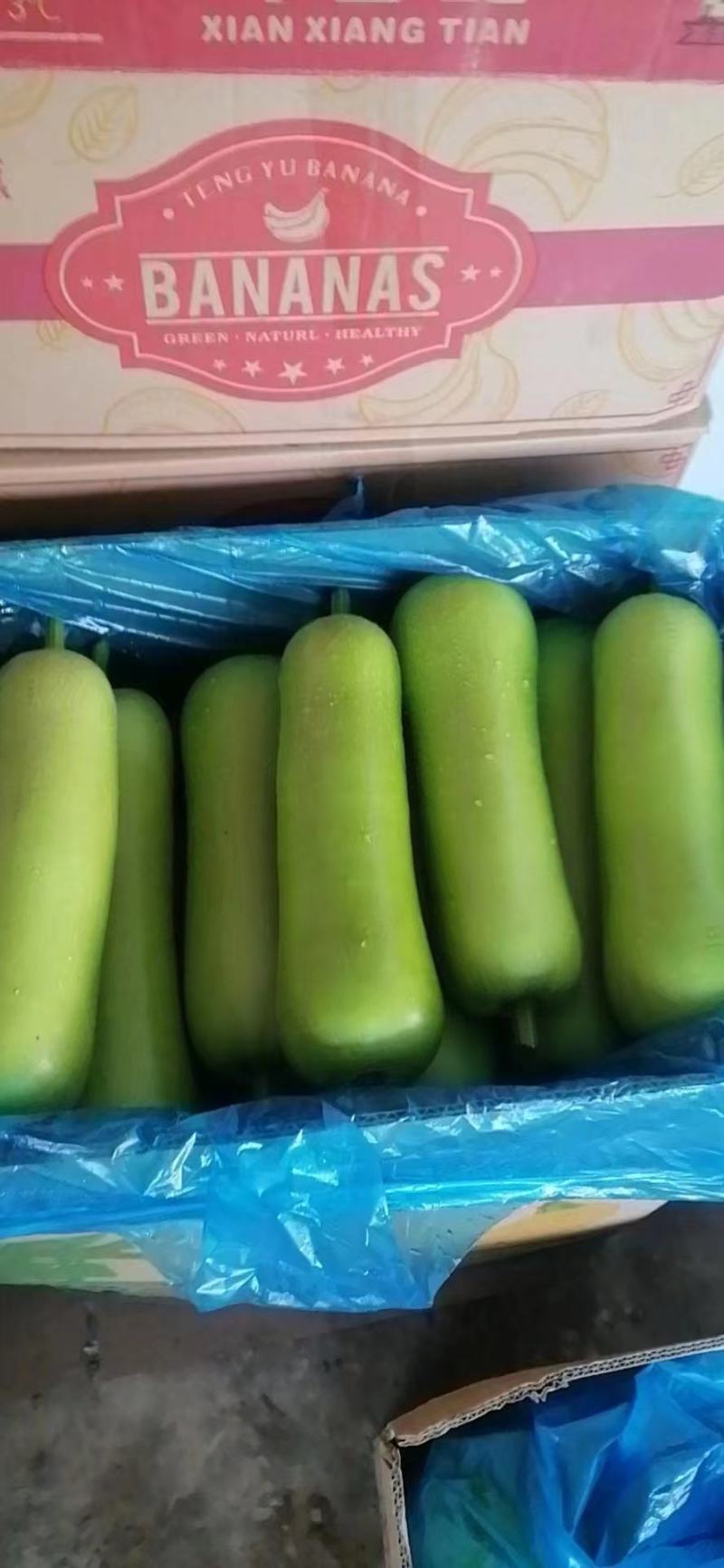 精品瓠子量大上货（一手货源）品质好价格可谈，可视频看货