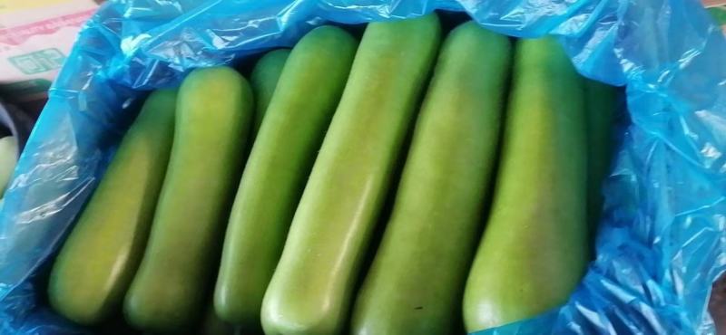 精品瓠子量大上货（一手货源）品质好价格可谈，可视频看货