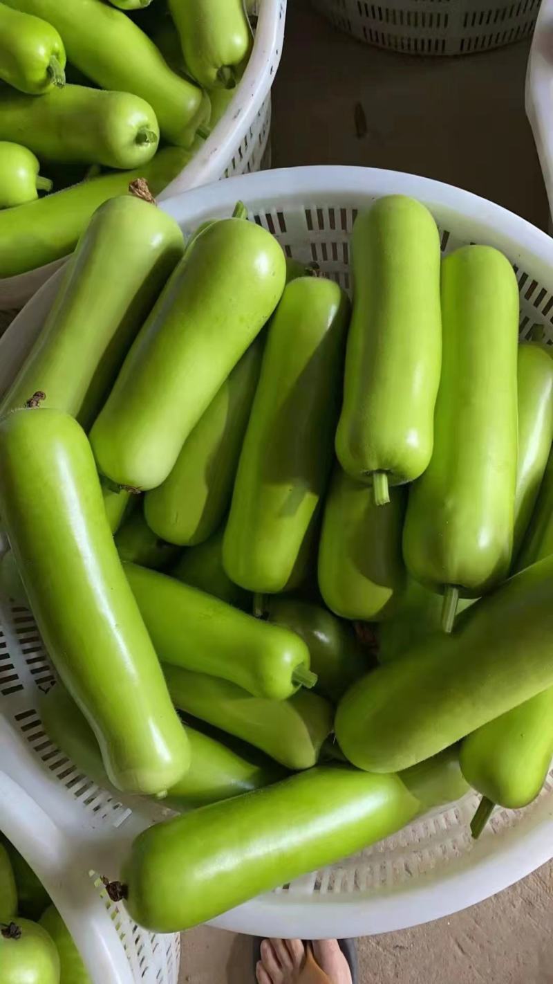 精品瓠子量大上货（一手货源）品质好价格可谈，可视频看货