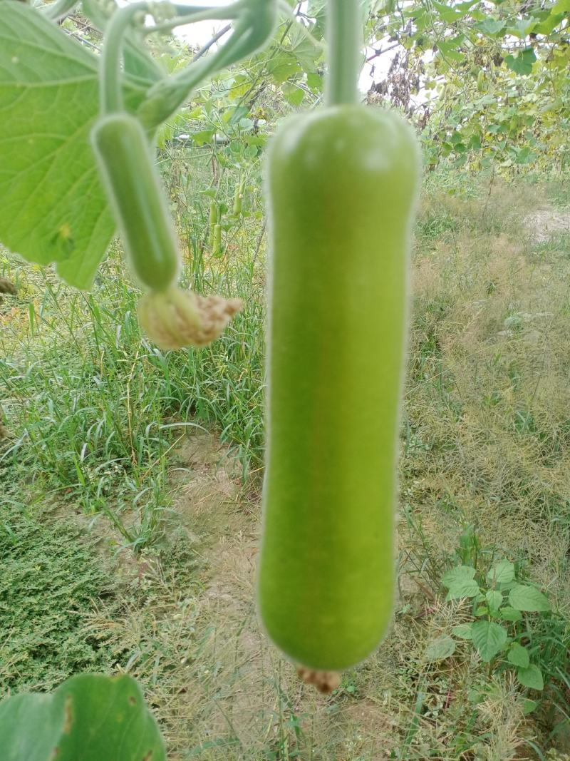 精品瓠子量大上货（一手货源）品质好价格可谈，可视频看货
