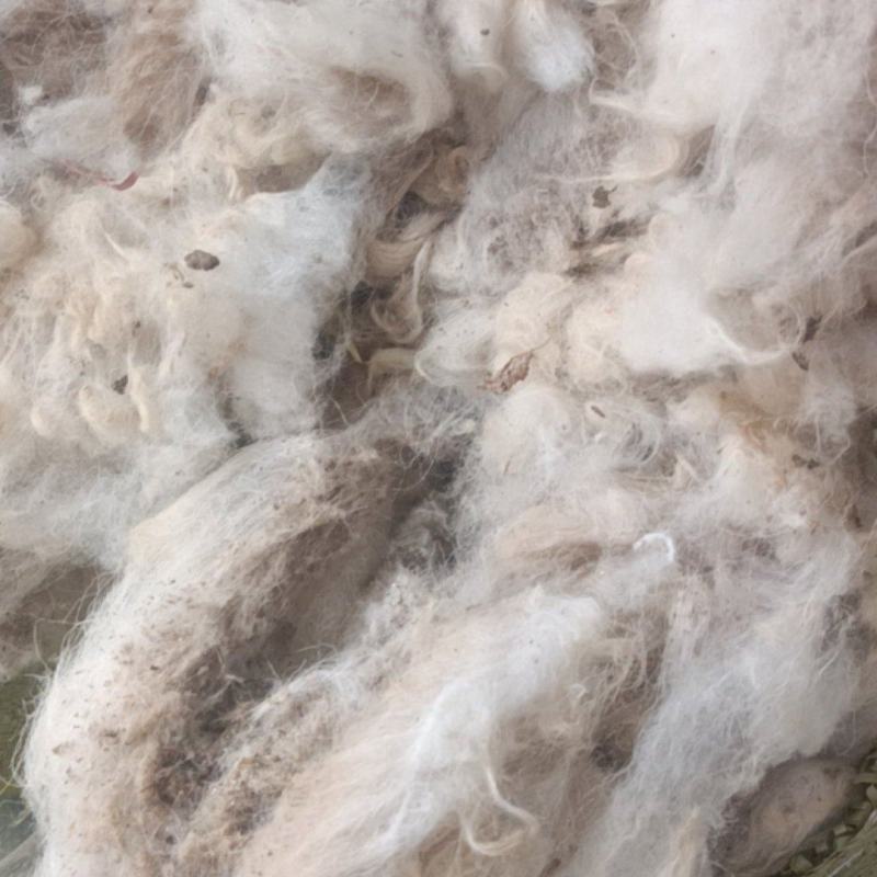 羊毛有货