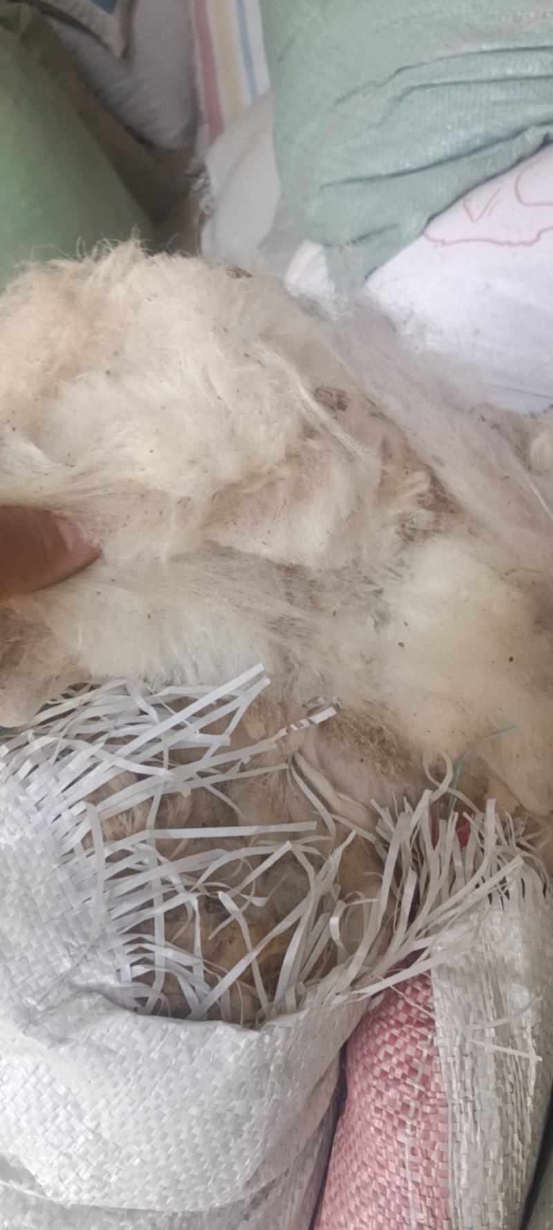 羊毛有货