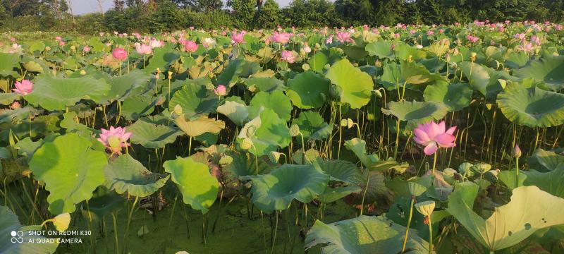 正宗太空36号莲子
