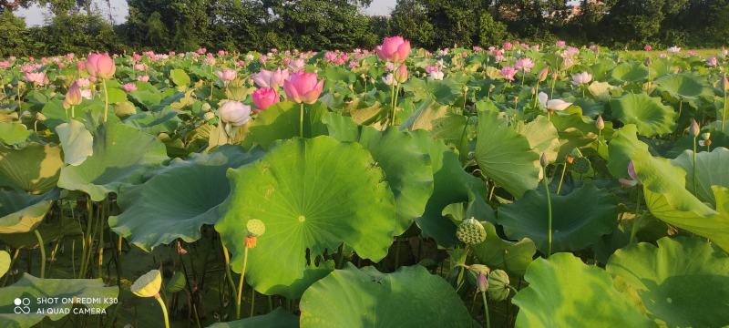 正宗太空36号莲子