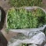 铁杆青香菜大量上市