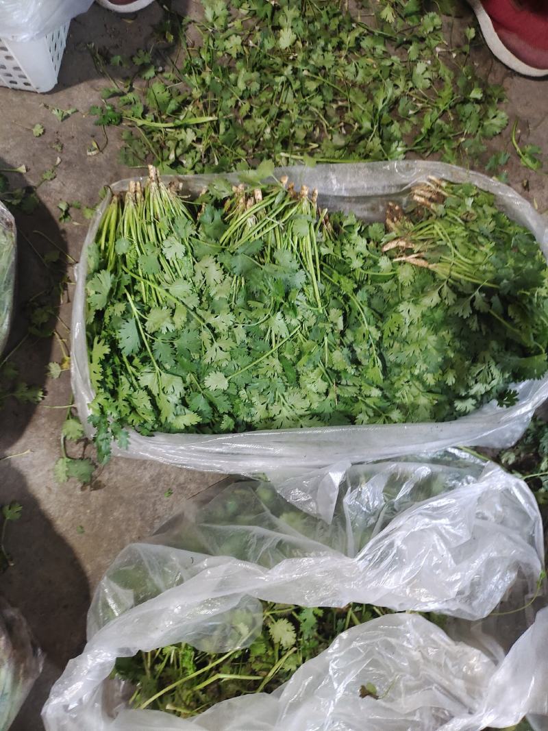 铁杆青香菜大量上市