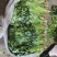 铁杆青香菜大量上市