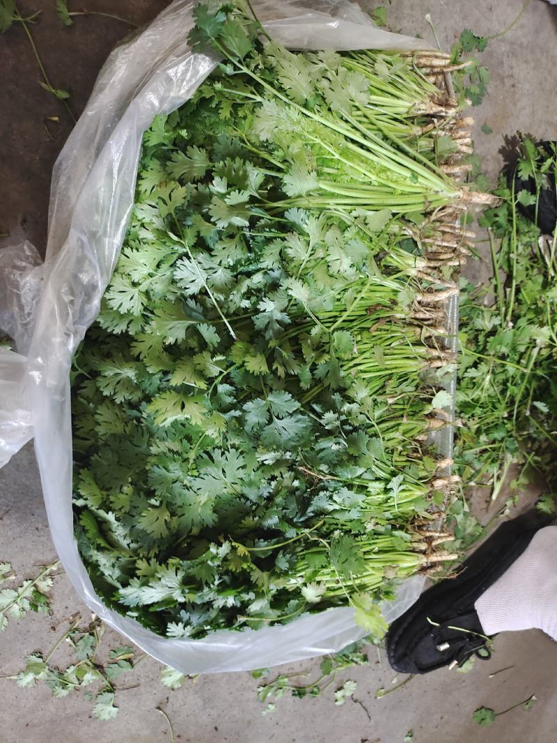 铁杆青香菜大量上市