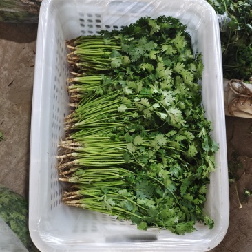 铁杆青香菜大量上市