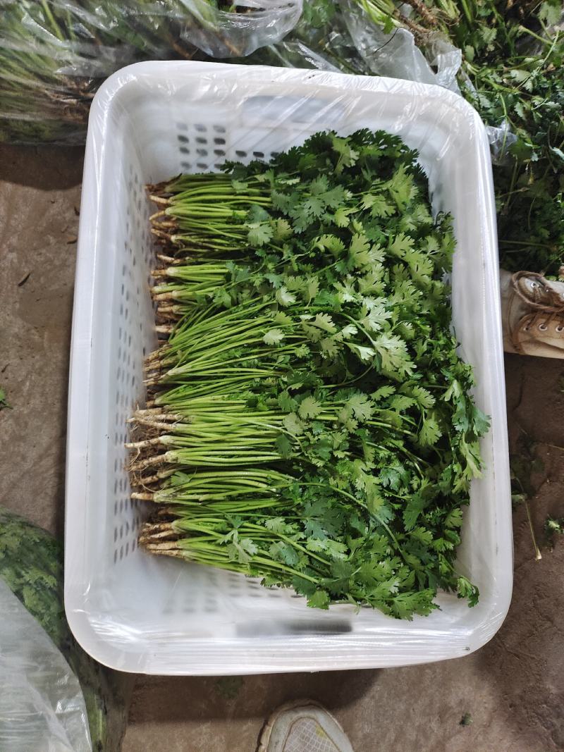 铁杆青香菜大量上市