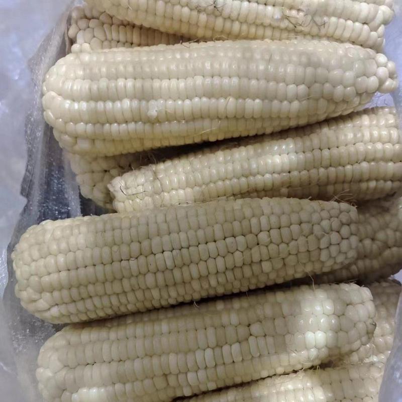 速冻糯玉米厂家直销基地玉米万糯2000速冻熟玉米