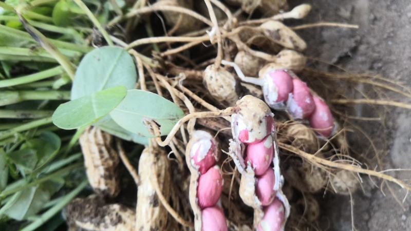 精品四粒红鲜花生