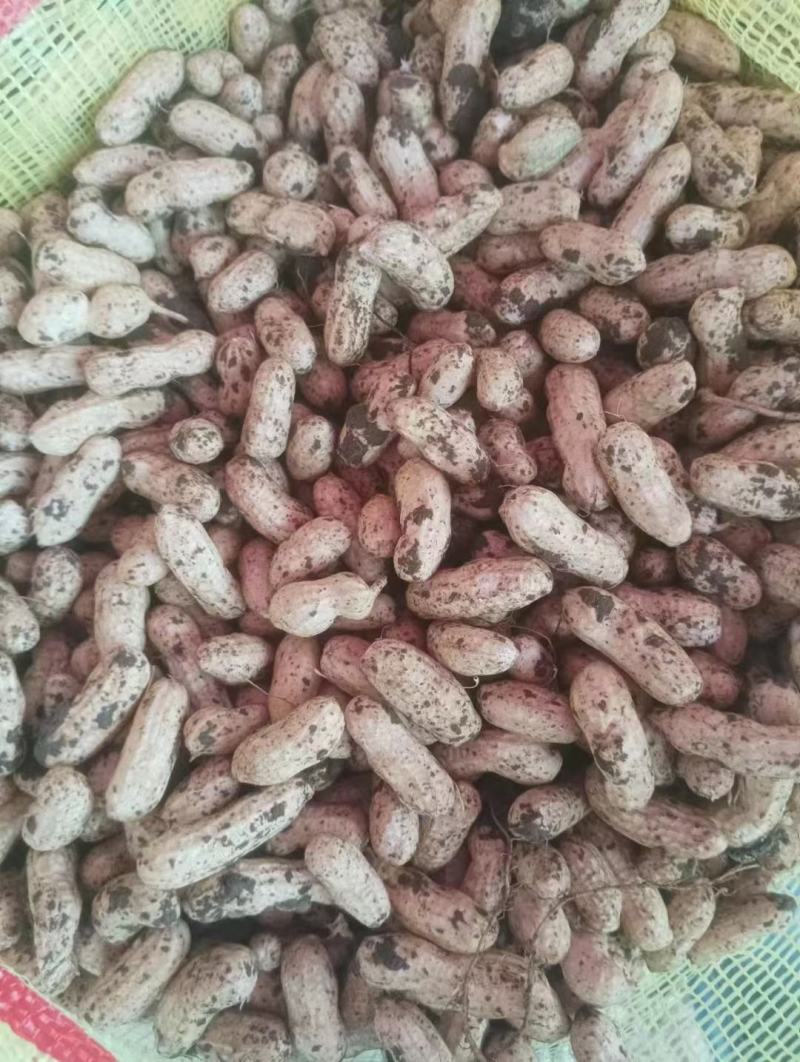 精品四粒红鲜花生
