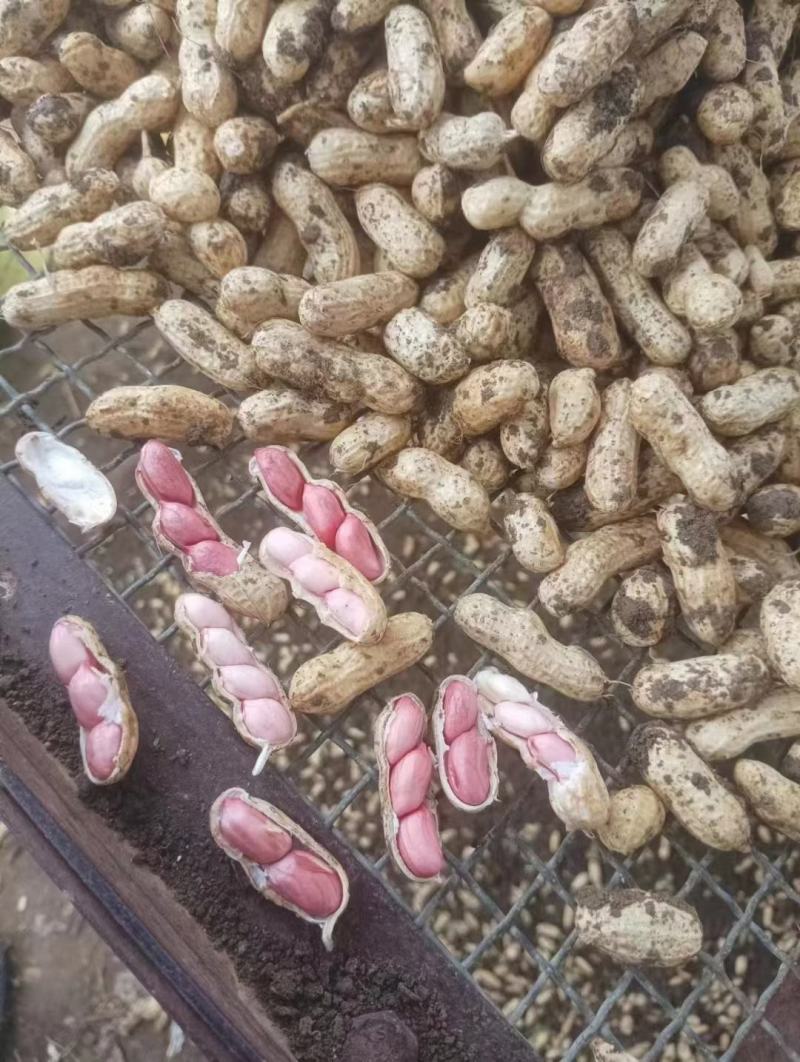 精品四粒红鲜花生