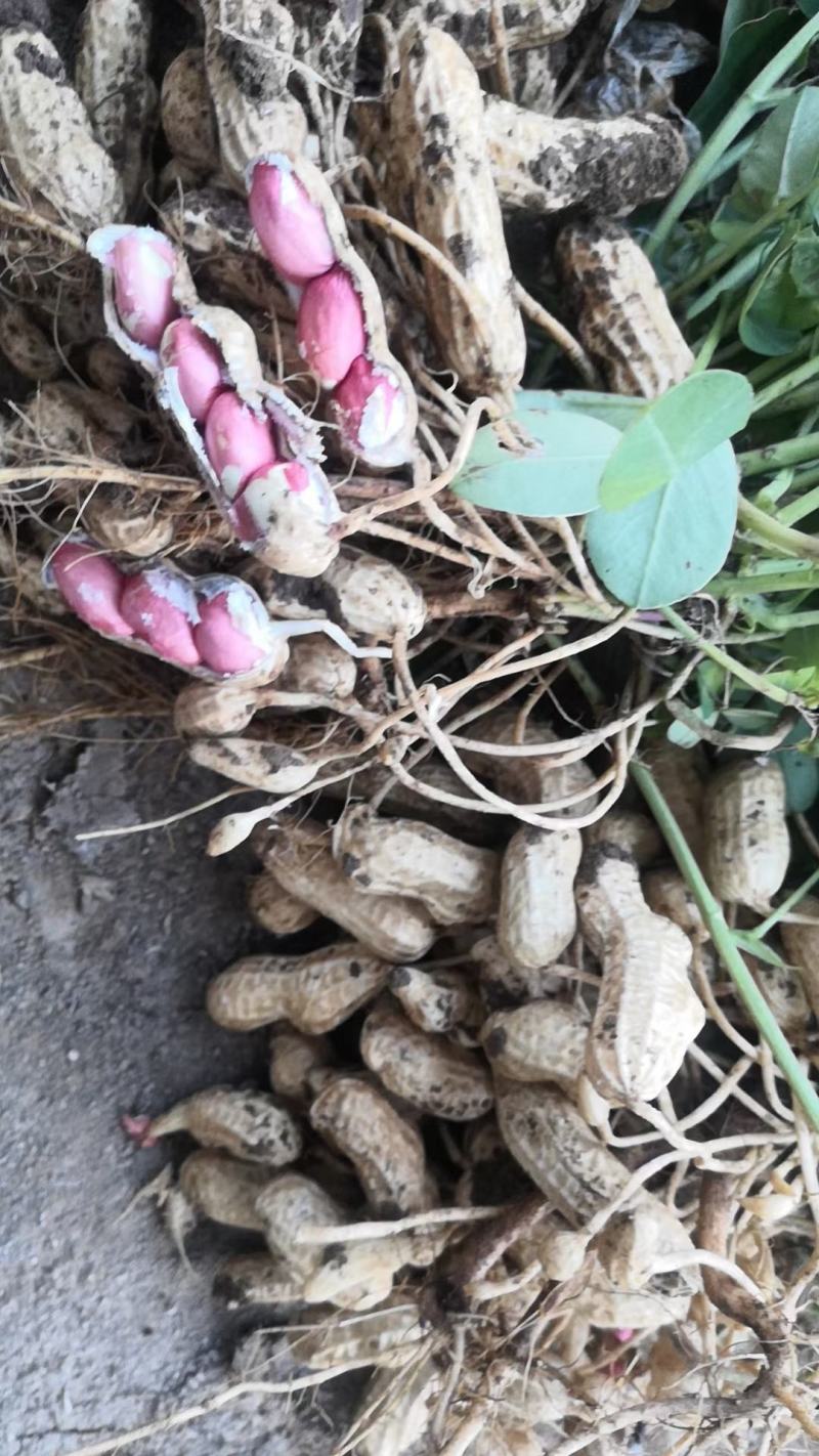 精品四粒红鲜花生