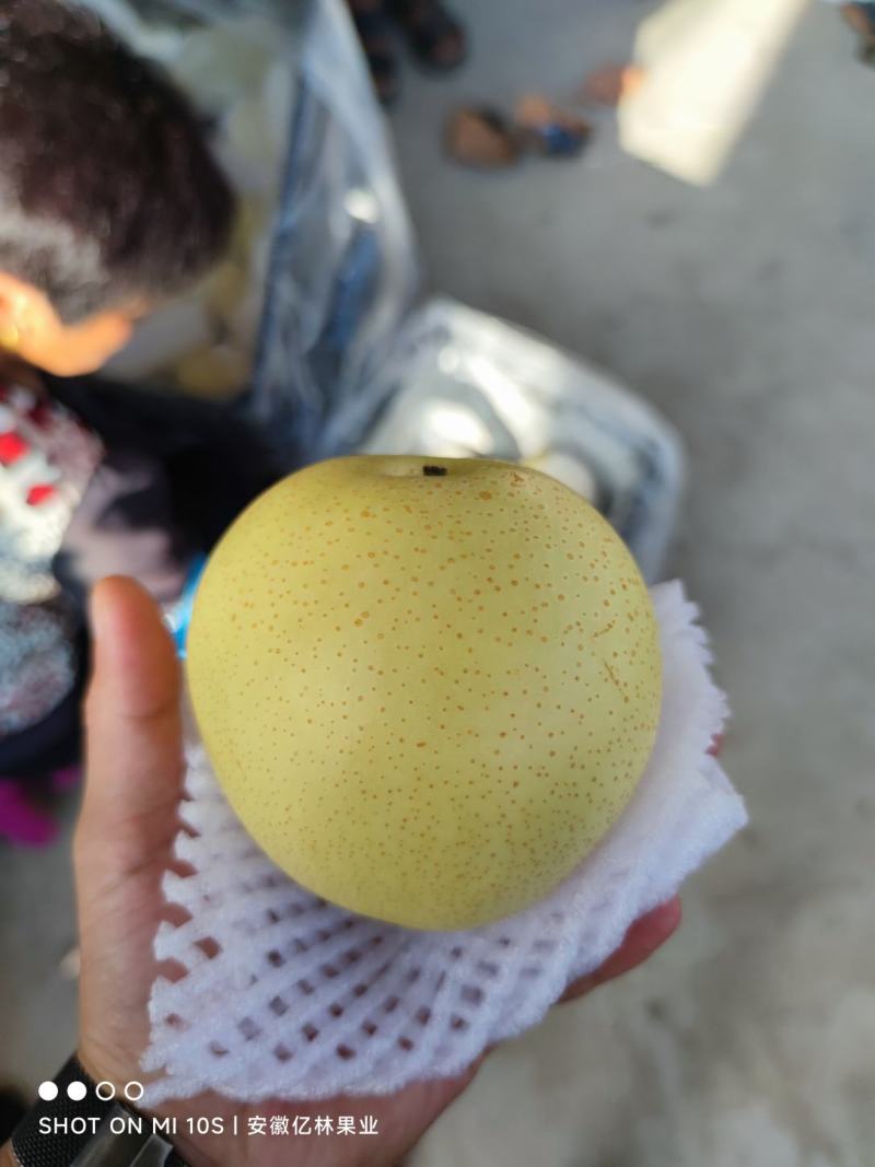 安徽砀山皇冠梨，套袋白梨，6两起步，脆甜无渣，