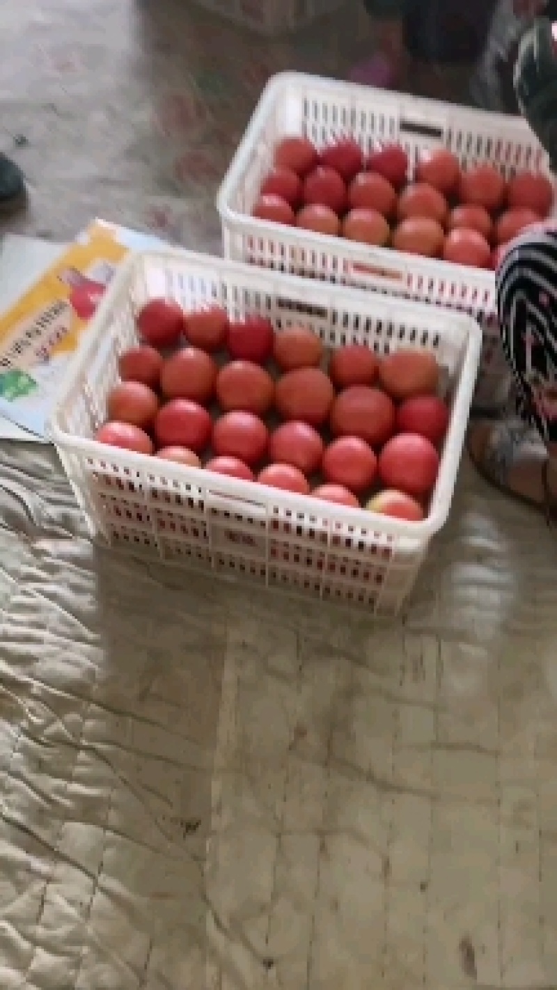 313精品软果西红柿