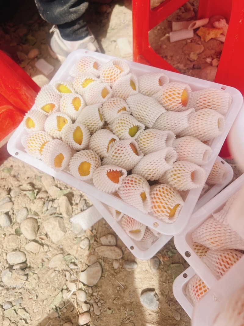 新疆阿克苏小红杏（吊干杏）