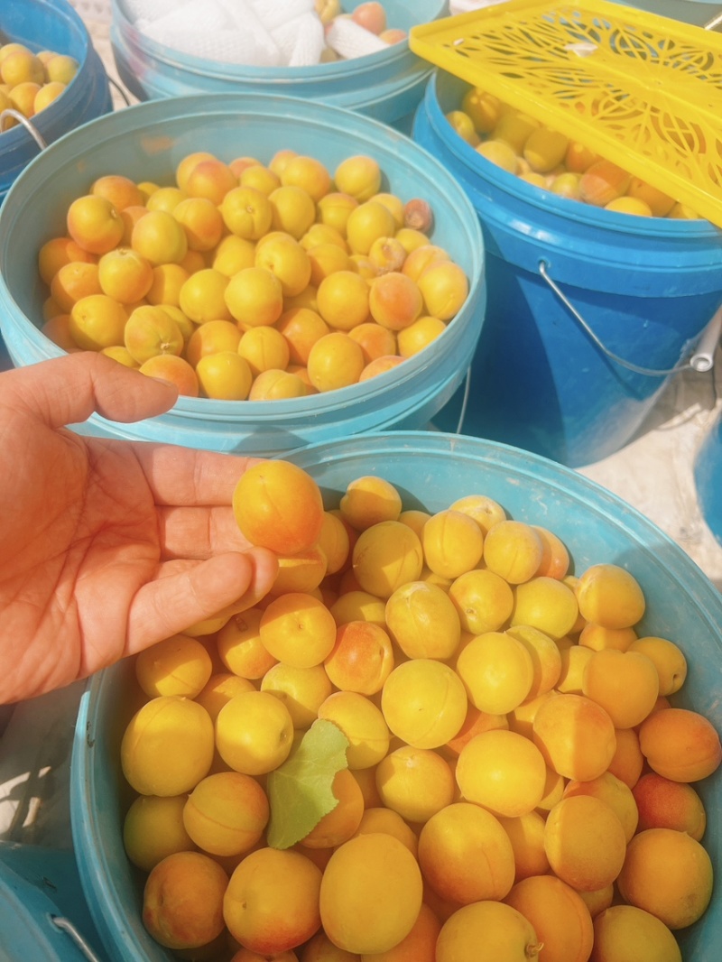 新疆阿克苏小红杏（吊干杏）