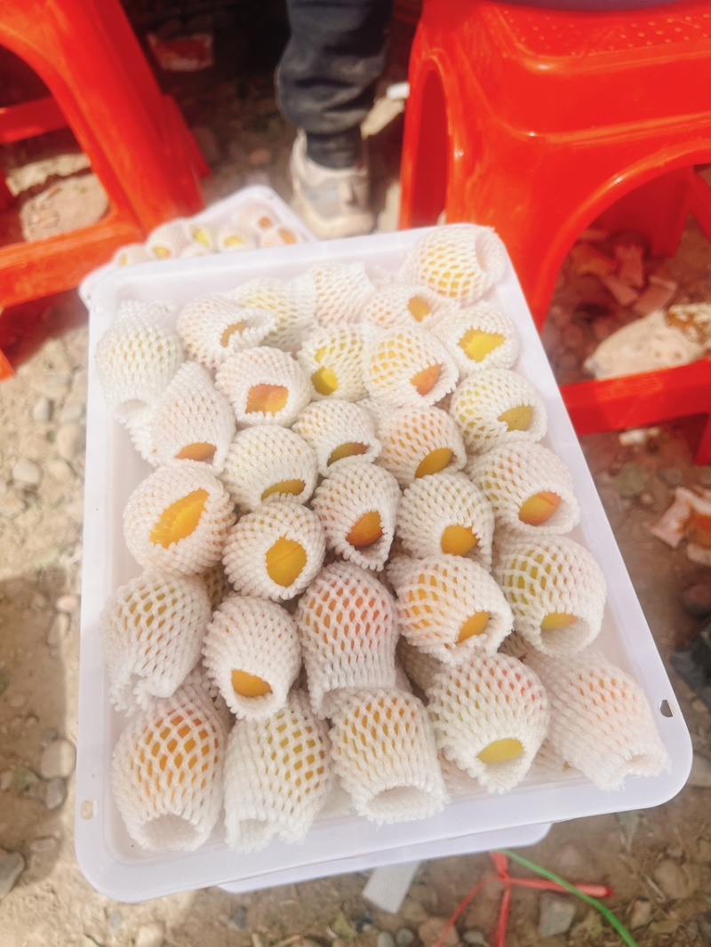 新疆阿克苏小红杏（吊干杏）
