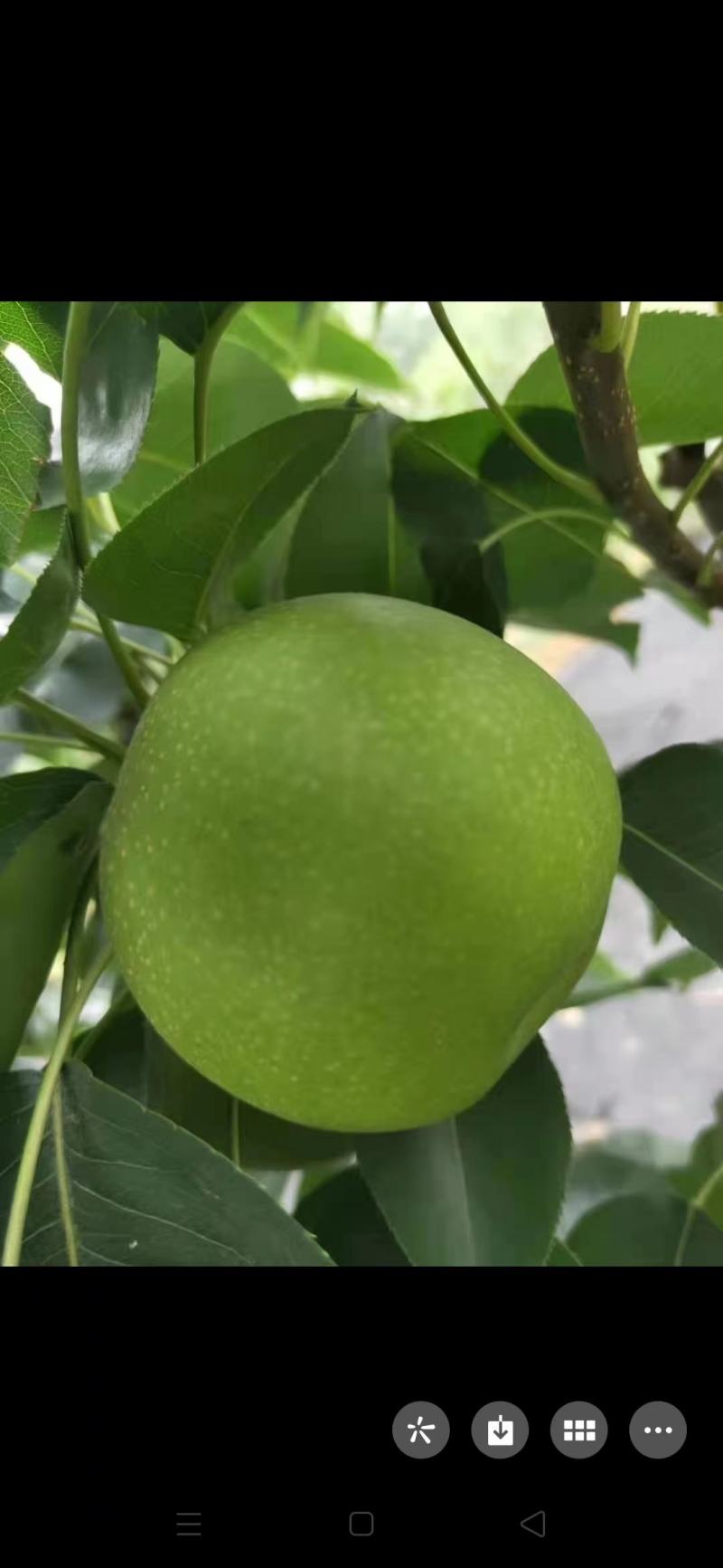 砀山精品青皮皇冠梨，对接电商平台，各大水果交易市场