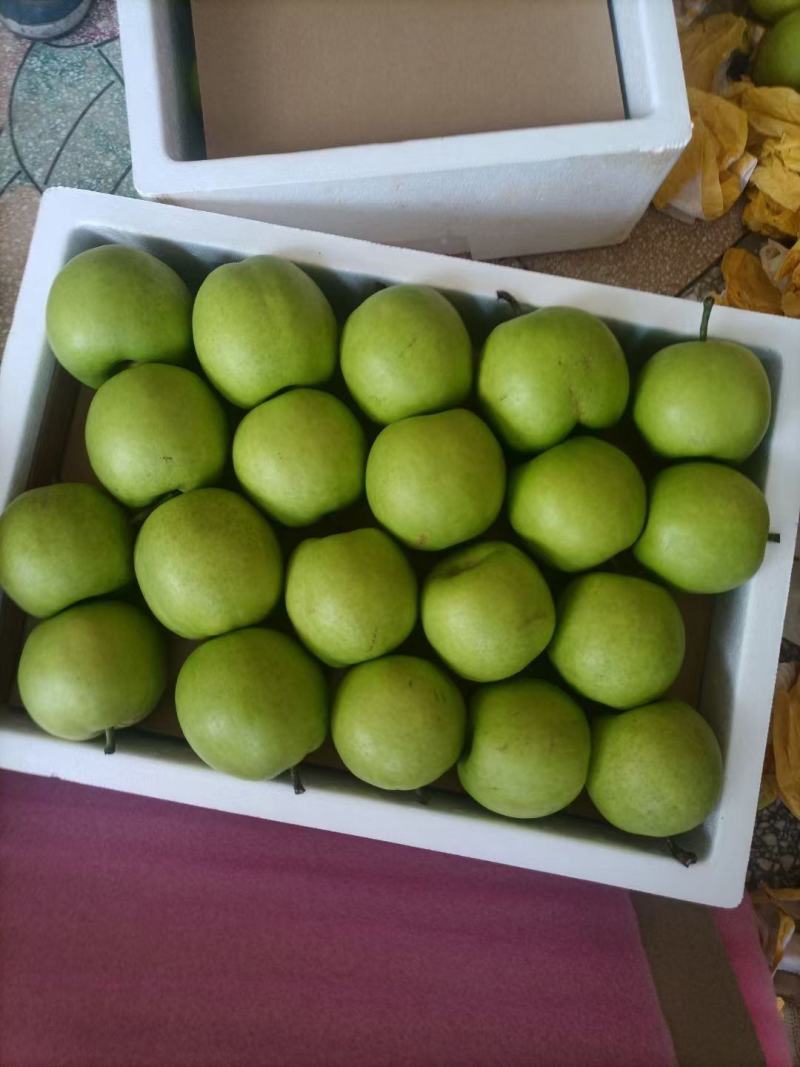 砀山精品青皮皇冠梨，对接电商平台，各大水果交易市场
