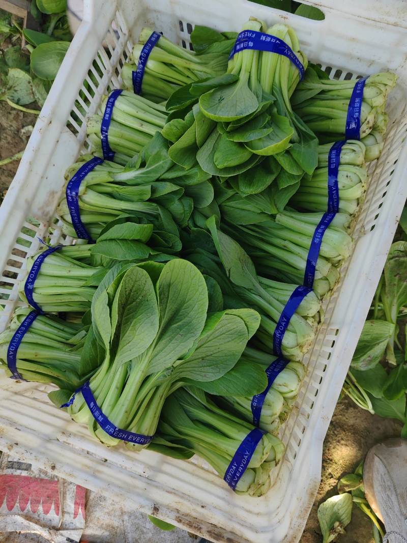 河南精品上海青大量上市中一手货源价格不高全国供应