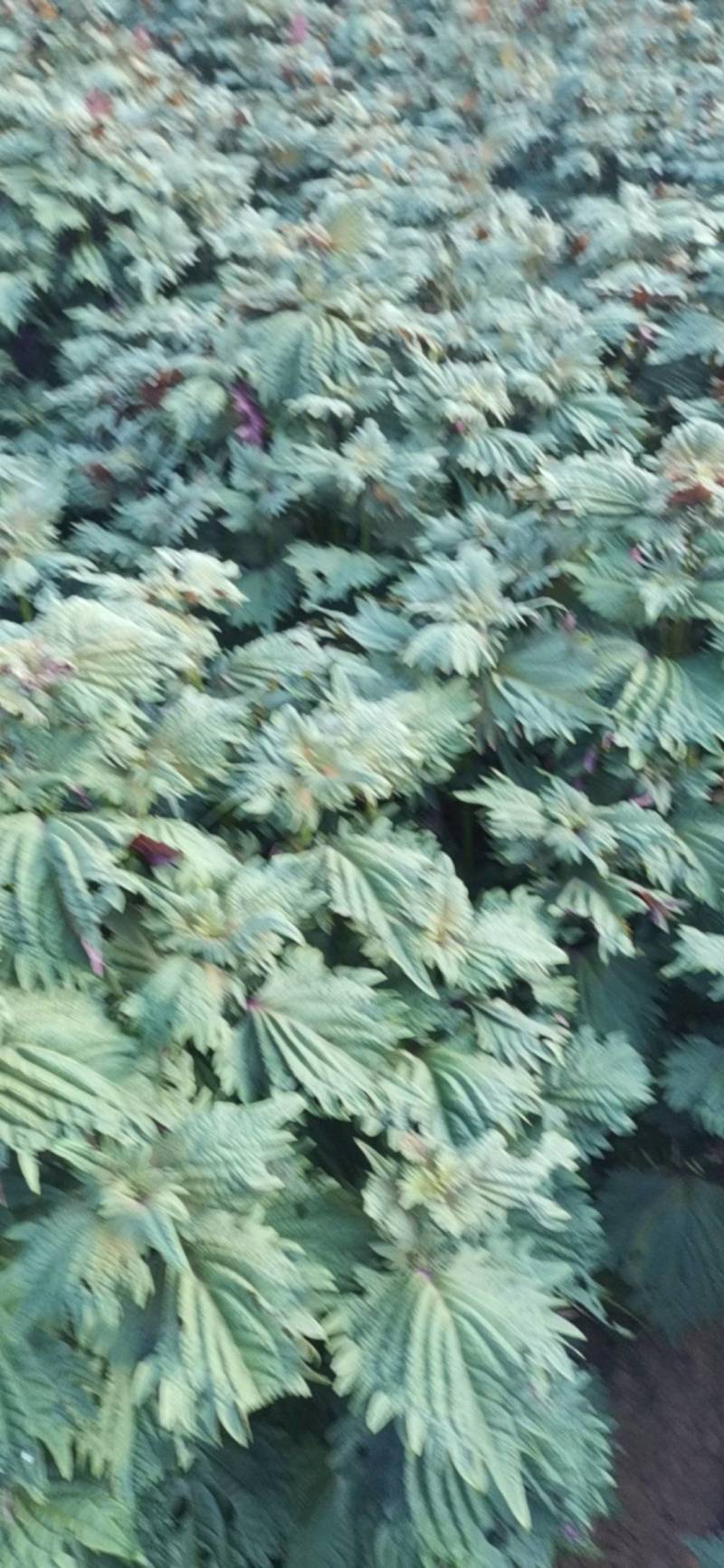 紫苏