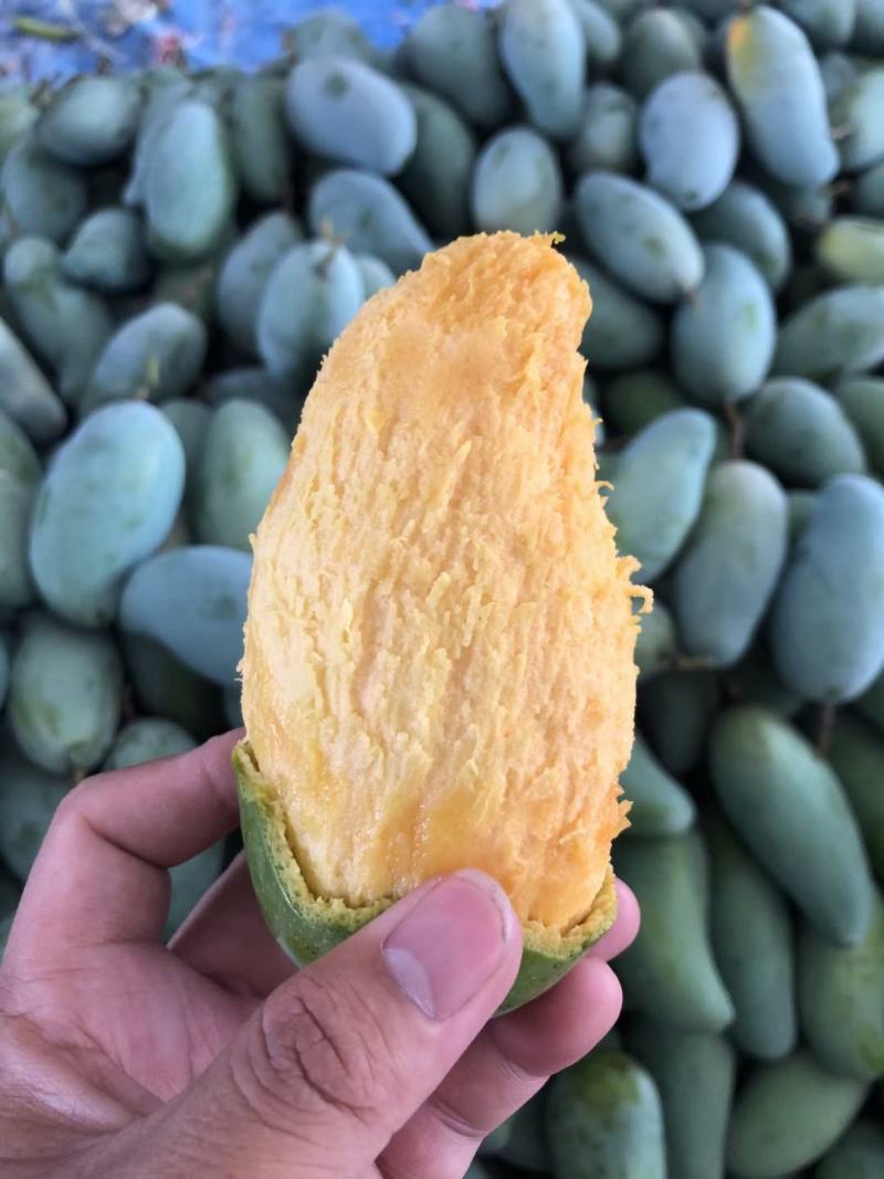 广西百色桂七芒果