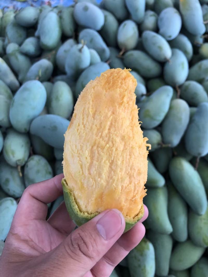 广西百色桂七芒果