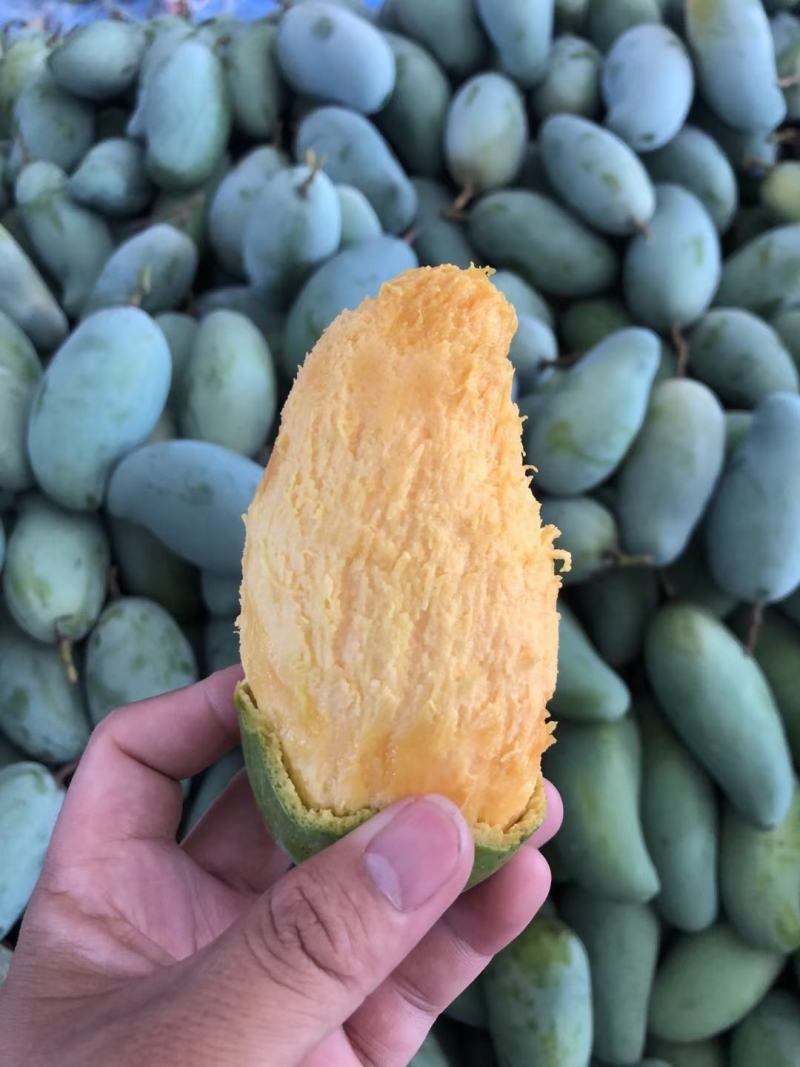 广西百色桂七芒果