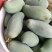 广西百色桂七芒果